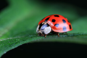 Fototapeta premium Ladybugs on wild plants, North China