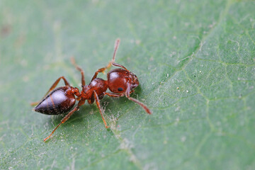 Ants in the wild, North China