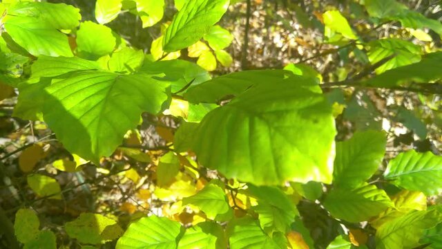 Beautiful young green branch with leaves in the forest