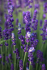Fototapeta na wymiar Selective focus Lavender flowers at sunset rays, Blooming Violet fragrant lavender flower summer landscape. Growing Lavender, harvest, perfume ingredient, aromatherapy. Lavender field lit by sunlight
