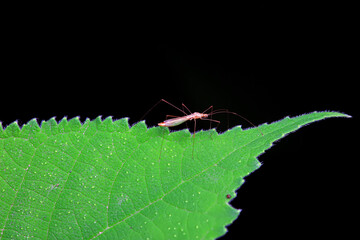 Hemiptera bugs in the wild, North China