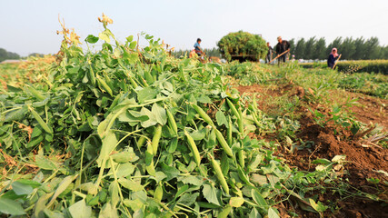 farmers load pea plants on a farm in North China.