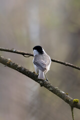 Marsh tit, Poecile palustris, bird in its natural habitat, black head and bright feathers on wings, very nice forest and urban bird