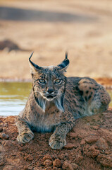 Iberian Lynx watching in Castilla La Mancha, Spain.