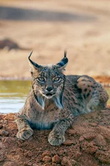 Photo sur Plexiglas Lynx Iberian Lynx watching in Castilla La Mancha, Spain.