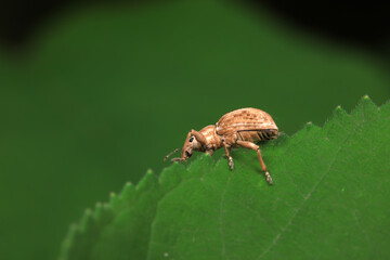Weevil on wild plants, North China