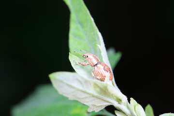 Weevil on wild plants, North China