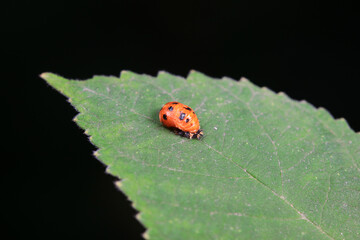 Ladybugs on wild plants, North China