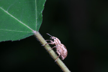 Weevil on wild plants, North China