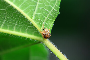 Hispidae family insect crawl on plants, North China