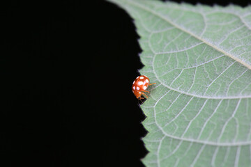 Ladybugs on wild plants, North China