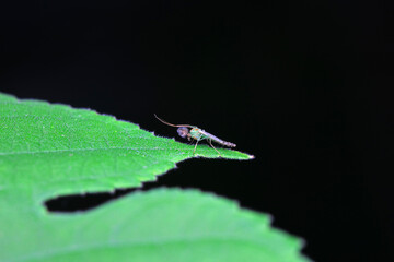 mosquito insect in the wild, North China