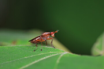 Flies on wild plants, North China