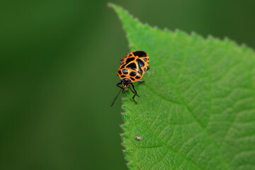 Hemiptera bugs in the wild, North China