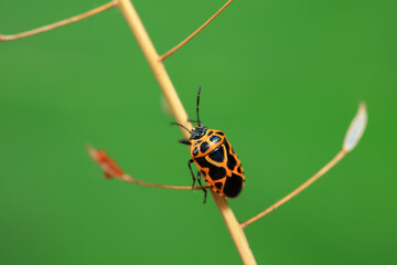 Hemiptera bugs in the wild, North China