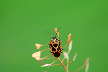 Hemiptera bugs in the wild, North China