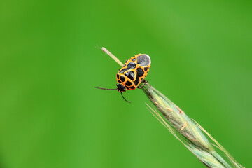 Hemiptera bugs in the wild, North China