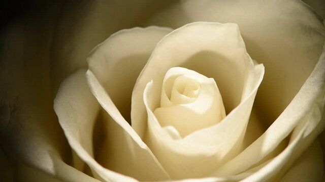 A fresh white rosebud with a beautiful texture of petals close-up macro slowly rotates on a black background. Slow mo.