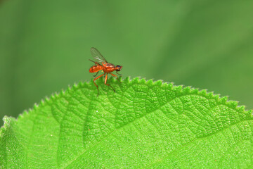 Fototapeta premium Flies on wild plants, North China