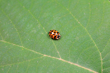 Ladybugs on wild plants, North China
