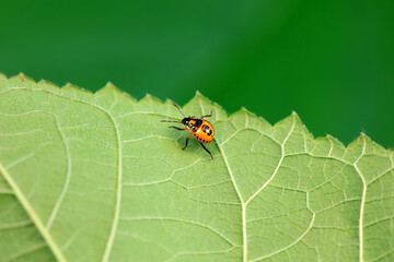 Fototapeta premium Hemiptera bugs in the wild, North China
