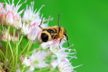 Coleoptera Chrysomelidae insects, North China