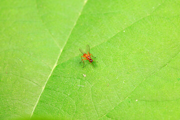 Flies on wild plants, North China