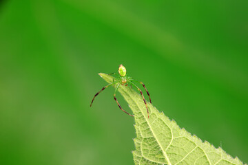Fototapeta premium Spiders in the wild, North China