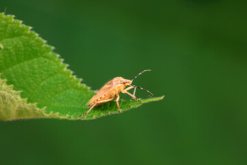 Stink bugs inhabit leaves in the wild, North China