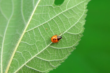 Hemiptera bugs in the wild, North China