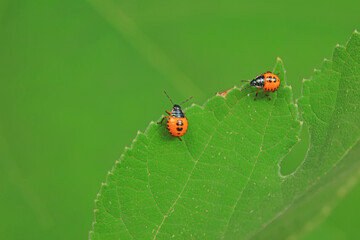 Hemiptera bugs in the wild, North China