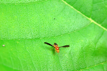 Flies on wild plants, North China