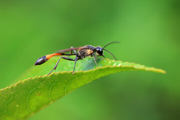 Bee insects in the wild, North China