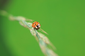 Ladybugs on wild plants, North China