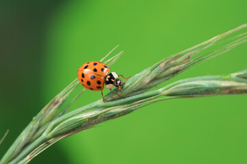 Ladybugs on wild plants, North China