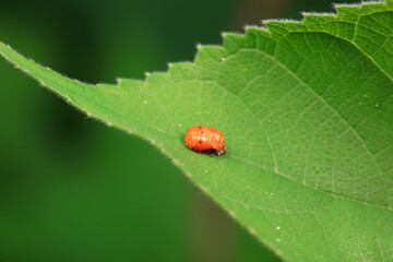 Ladybugs on wild plants, North China