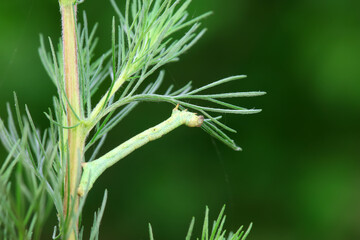 Fototapeta premium Lepidoptera larva inchworm in the wild, North China