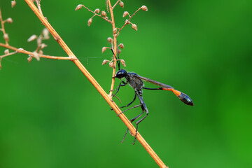 Bee insects in the wild, North China