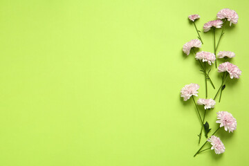 Beautiful chrysanthemums on light green background, flat lay. Space for text
