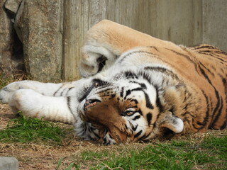 Naklejka premium トラ 寝る