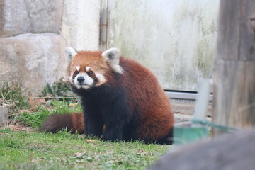 レッサーパンダ