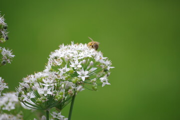 Fototapeta na wymiar bug on a flower