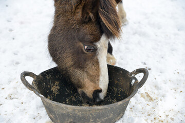 Close up shot of pony eating from feed bucket on a cold winters day standing in snowy field.