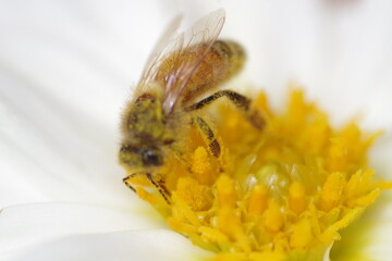 bee on flower