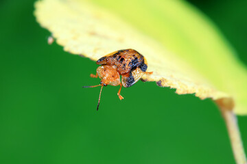 Hispidae family insect crawl on plants, North China