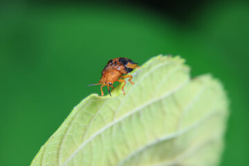 Hispidae family insect crawl on plants, North China