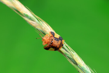 Hispidae family insect crawl on plants, North China