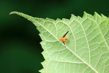 Flies on wild plants, North China