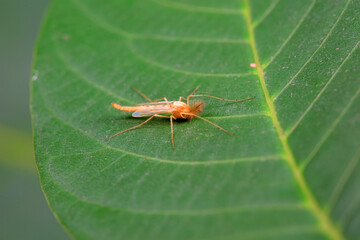 mosquito insect in the wild, North China