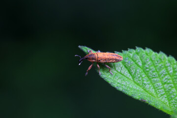 Weevil on wild plants, North China